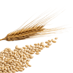 Barley