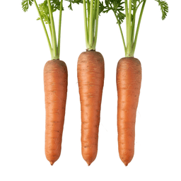 Carrot
