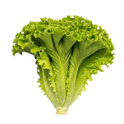 Lettuce