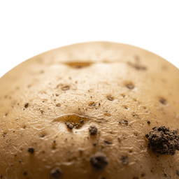 Potato