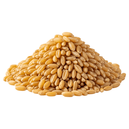 Wheat